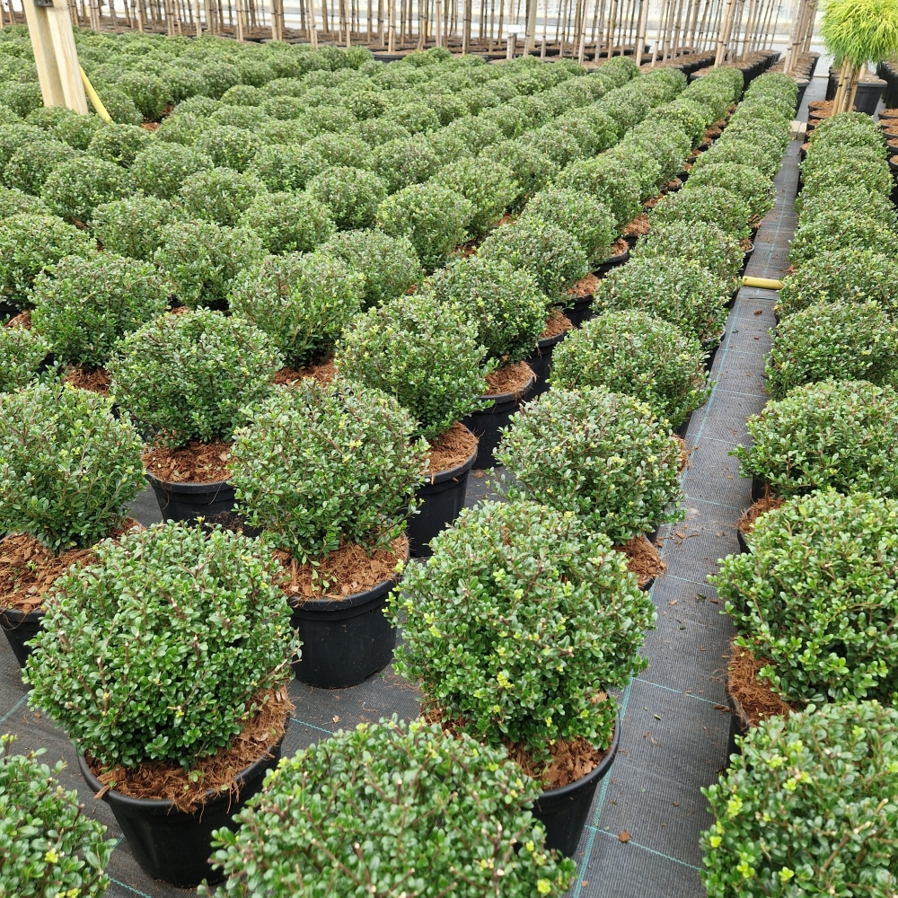 Planta naturala Kugel H40cm Ilex crenata 'Glorie Dwarf' PS22/ in pamant