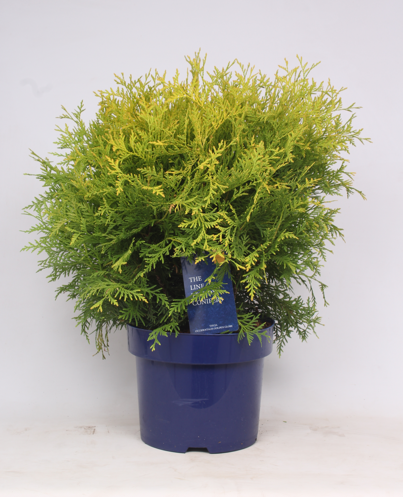 Planta naturala Kugel H50cm Thuja occidentalis 'Golden Globe' PS23/ in pamant