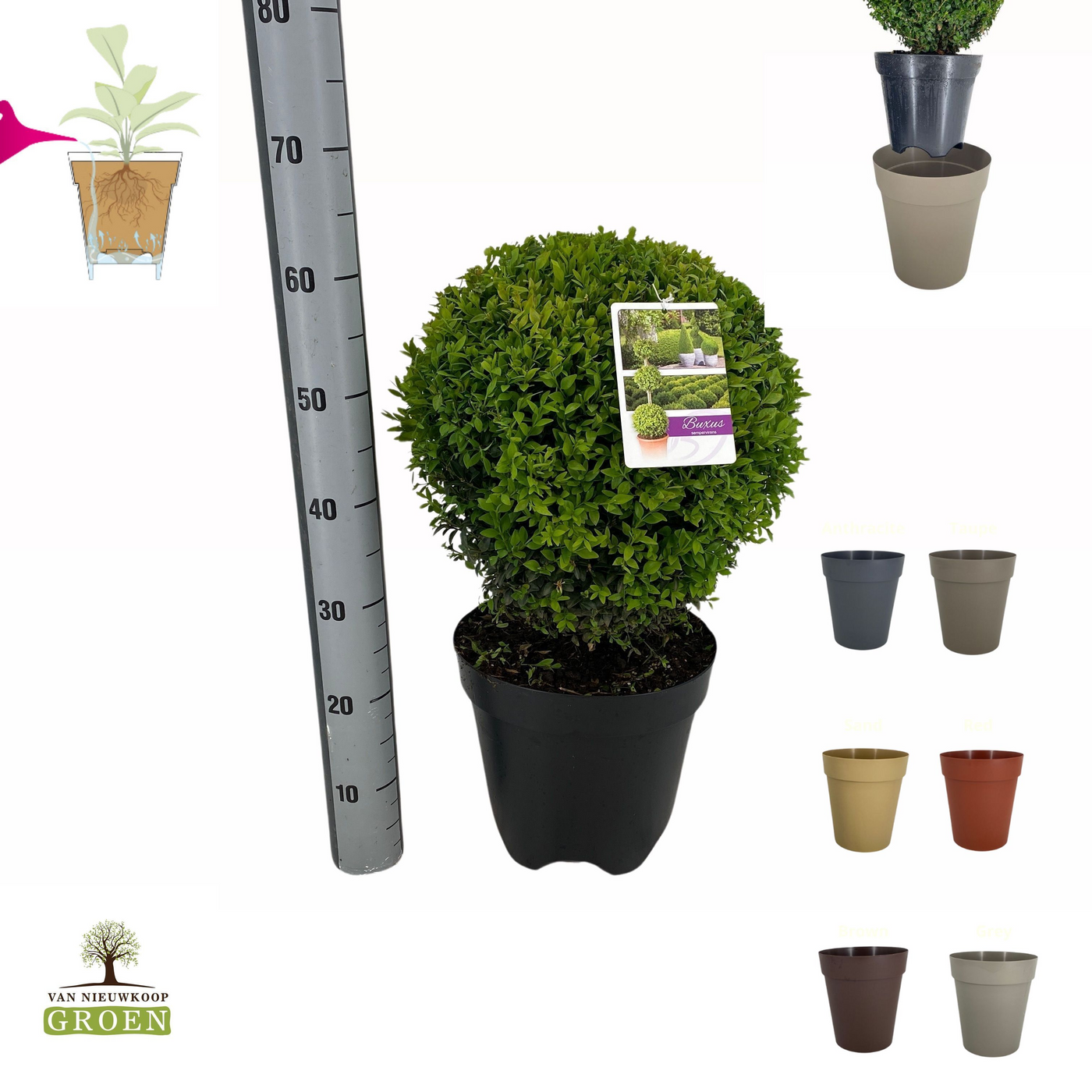 Planta naturala Kugel H60cm Buxus sempervirens Bol 35-40 PS27/ in pamant