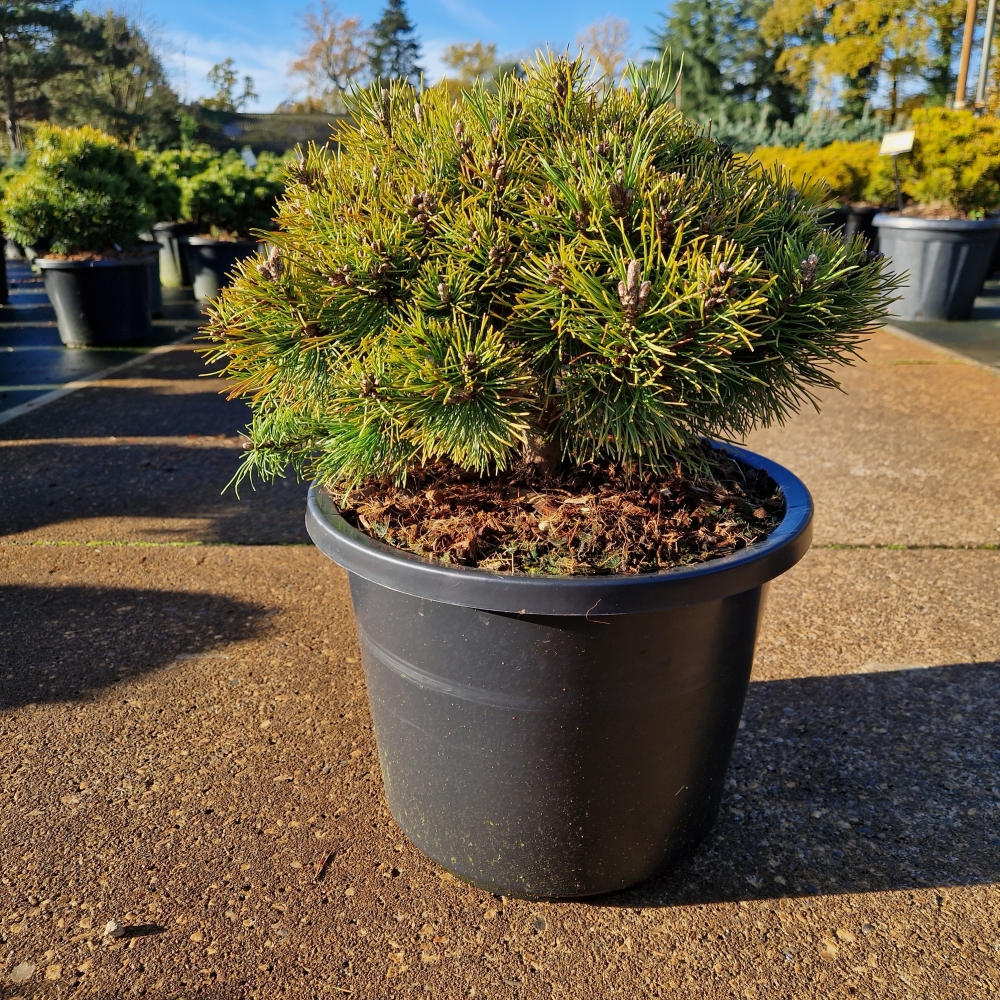 Planta naturala Kugel H60cm Pinus mugo 'Ophir' PS31/ in pamant