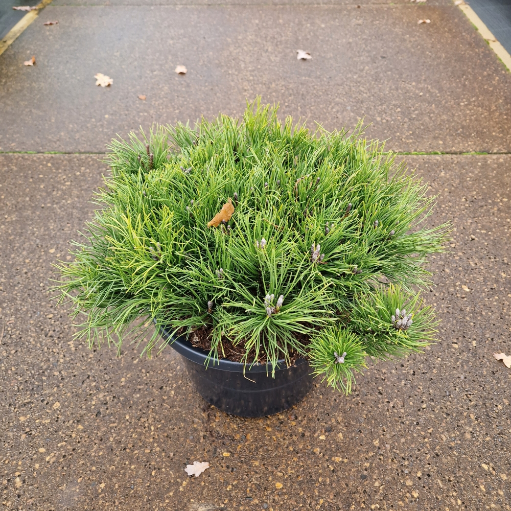 Planta naturala Kugel H60cm Pinus mugo PS31/ in pamant