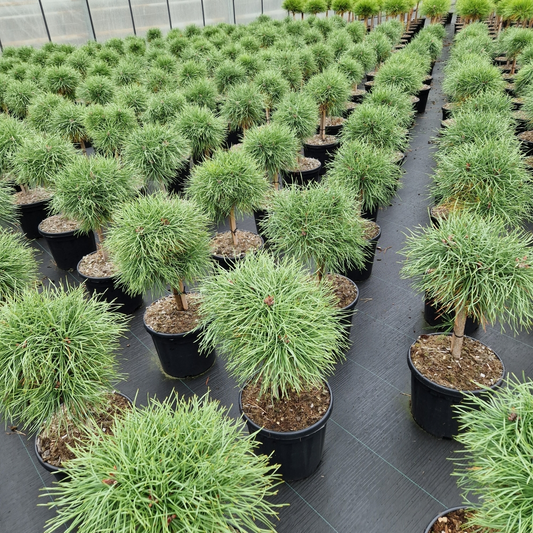 Planta naturala Kugel H60cm Pinus nigra Blue Pearl  PS26/ in pamant