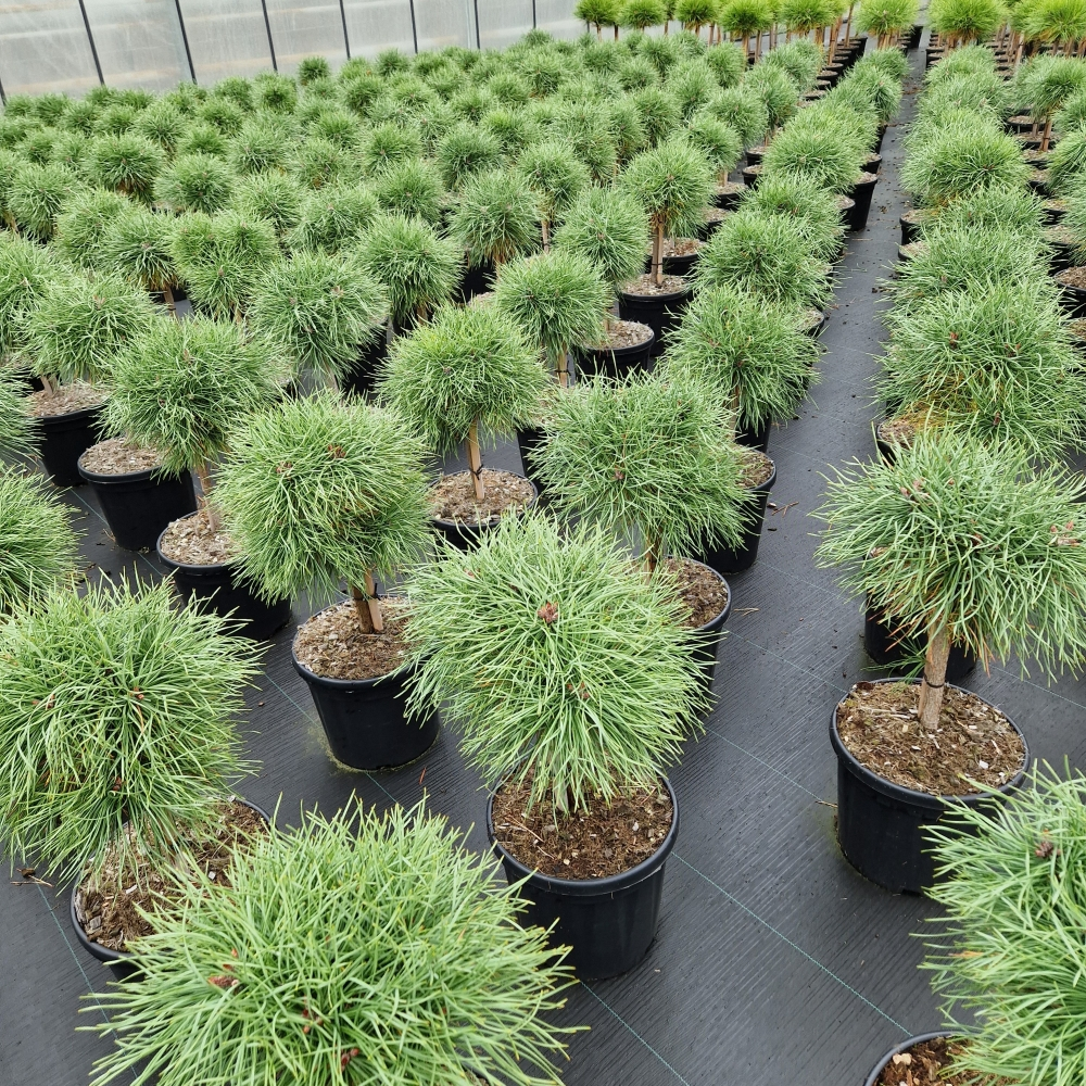 Planta naturala Kugel H60cm Pinus nigra Blue Pearl  PS26/ in pamant