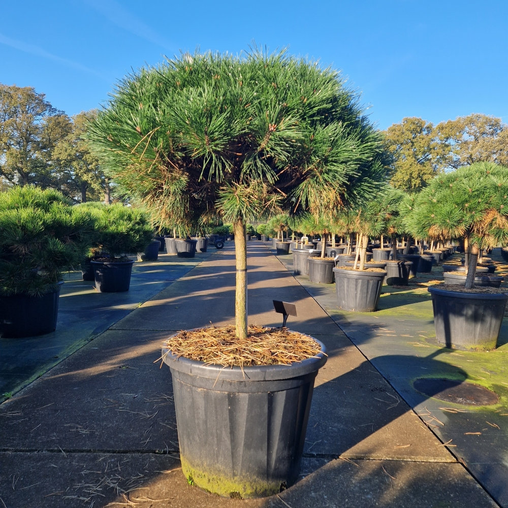 Planta naturala Kugel H60cm Pinus nigra Brepo  PS60/ in pamant