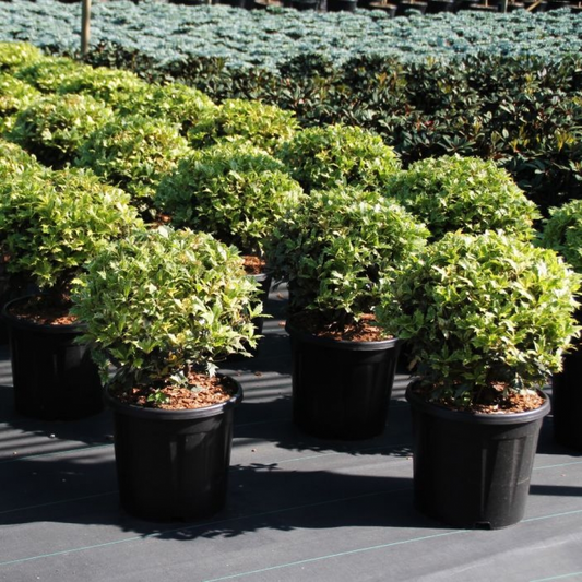 Planta naturala Kugel H70cm Osmanthus heterophyllus Goshiki PS32/ in pamant