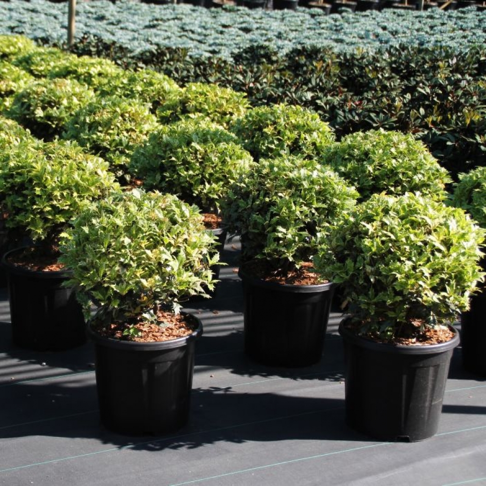 Planta naturala Kugel H70cm Osmanthus heterophyllus Goshiki PS32/ in pamant