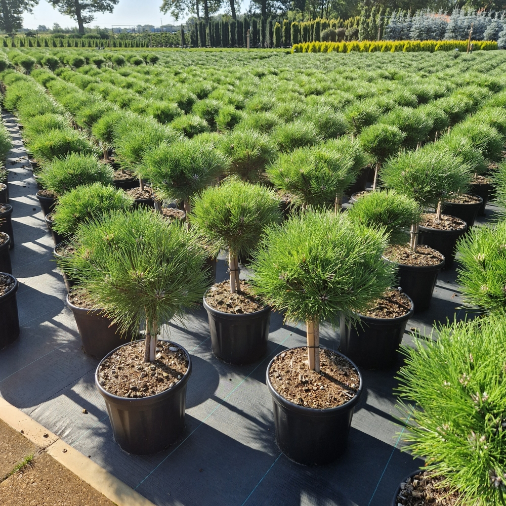 Planta naturala Kugel H70cm Pinus nigra Marie Bregeon  PS26/ in pamant