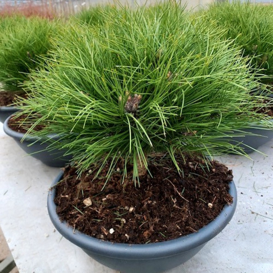 Planta naturala Kugel H70cm Pinus nigra Marie Bregeon  PS35/ in pamant