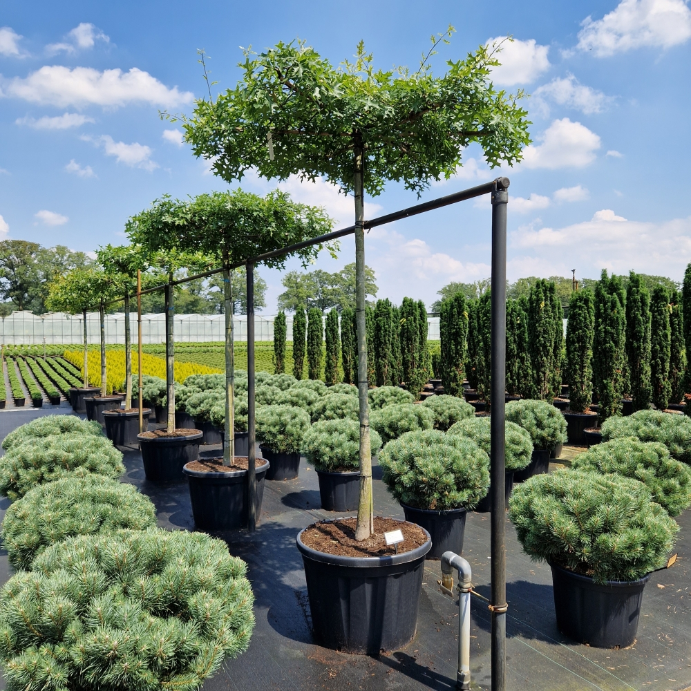 Planta naturala Kugel H70cm Quercus palustris PS78/ in pamant