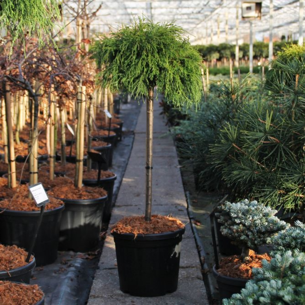 Planta naturala Kugel H80cm Chamaecyparis pisifera 'Sungold' PS26/ in pamant