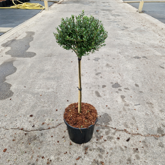 Planta naturala Kugel H80cm Ilex crenata 'Glorie Dwarf' PS26/ in pamant