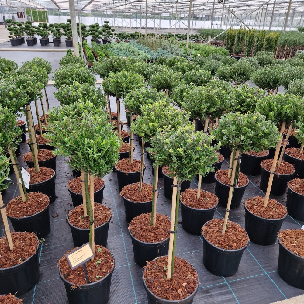 Planta naturala Kugel H80cm Ilex crenata Twiggy PS26/ in pamant