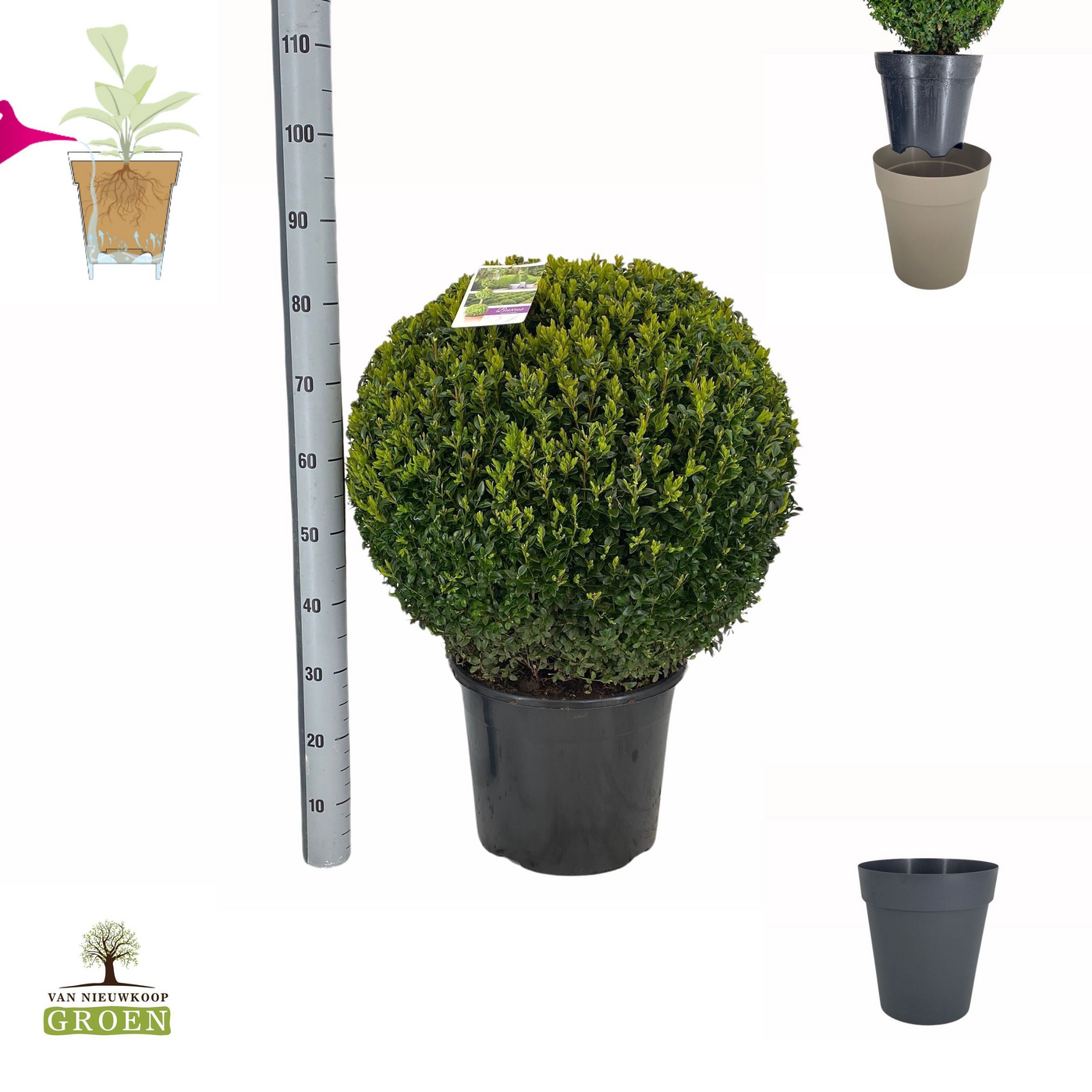 Planta naturala Kugel H90cm Buxus sempervirens Bol 60 PS38/ in pamant