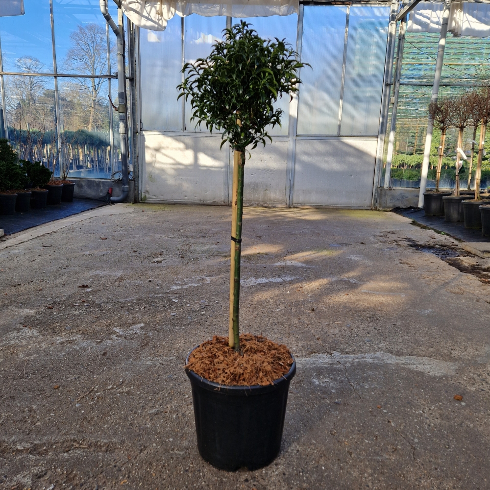 Planta naturala Kugel H90cm Ilex aquif. Heckenzwerg  PS28/ in pamant