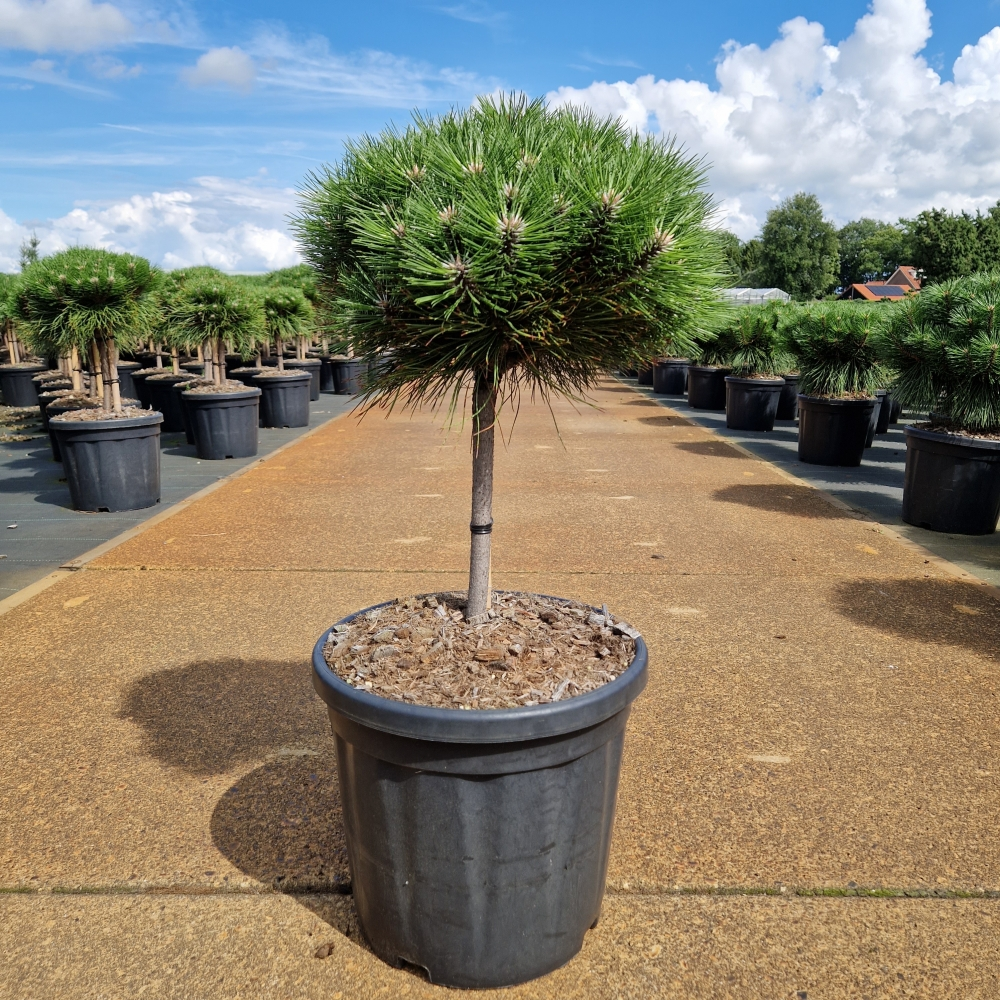 Planta naturala Kugel H90cm Pinus nigra Marie Bregeon  PS32/ in pamant