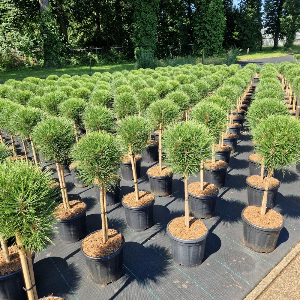 Planta naturala Kugel H90cm Pinus nigra Summer Breeze PS28/ in pamant