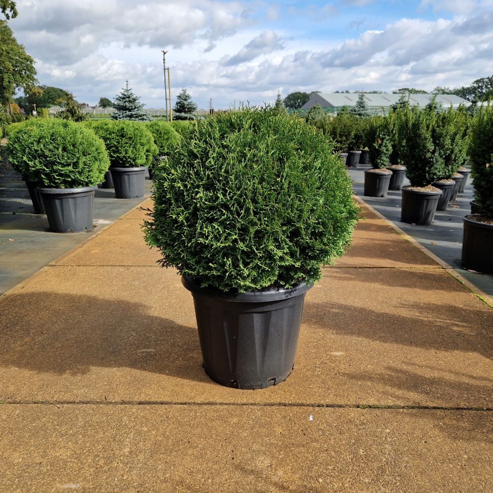 Planta naturala Kugel H90cm Thuja occidentalis 'Tiny Tim' PS40/ in pamant