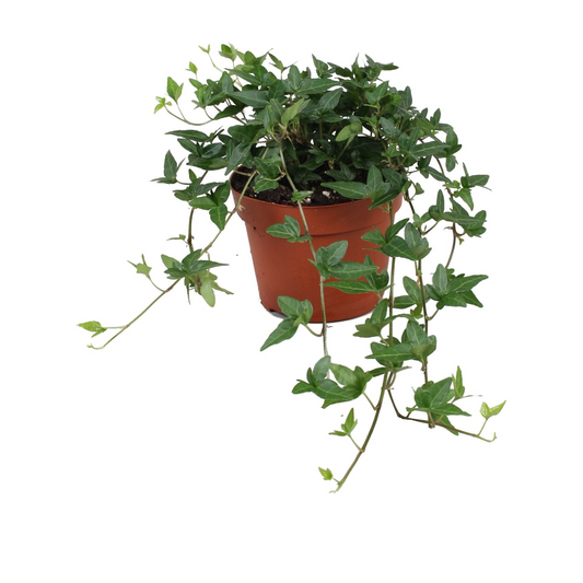 Planta naturala L30xH20cm Hedera helix 'Shamrock' PS13/ in pamant(R046636)