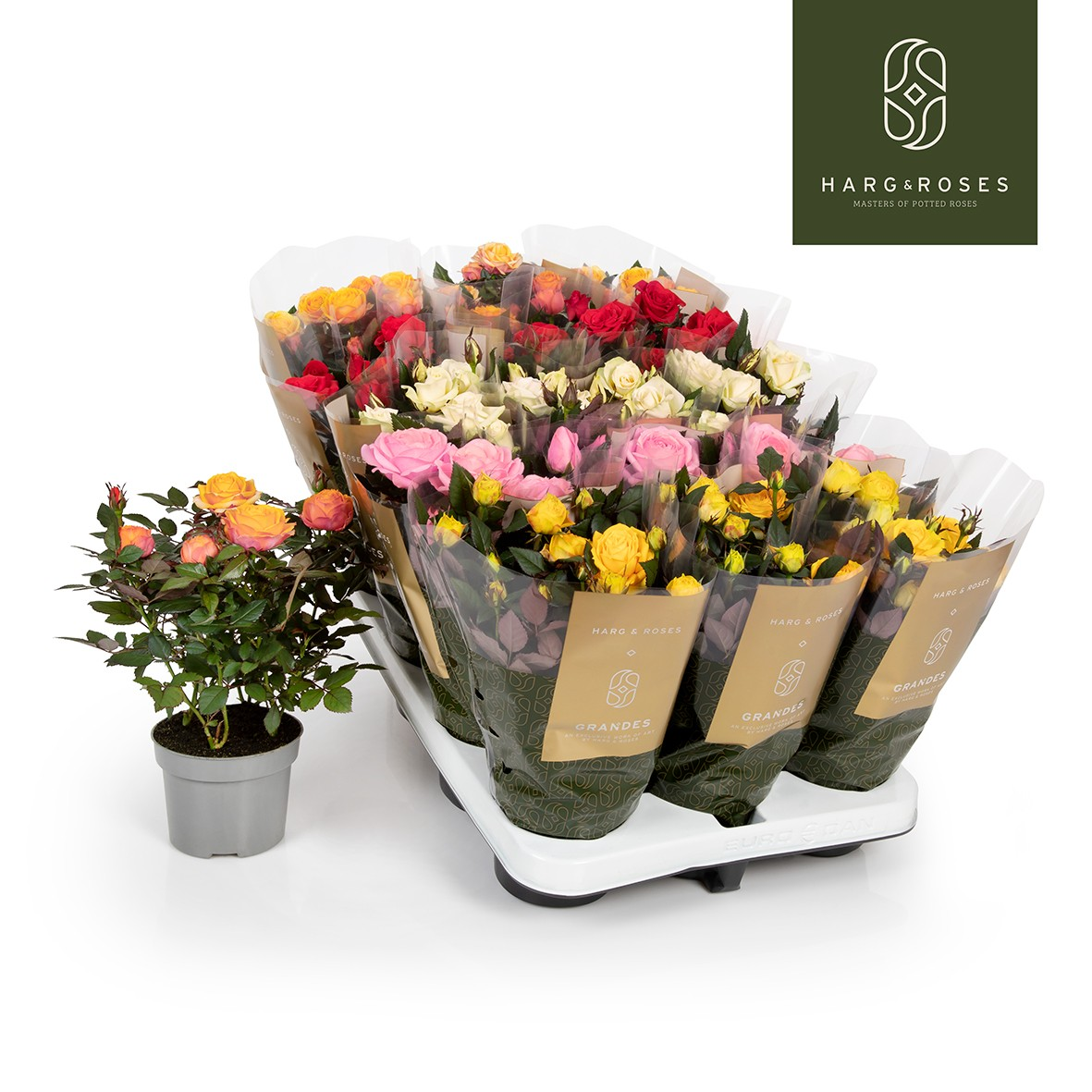 Planta naturala Large-flowered H27cm Rosa Kordana Grande mix PS10/ in pamant