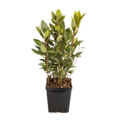 Planta naturala Laurus nobilis H15 cm PS9 cm in pamant