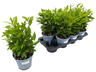 Planta naturala Laurus nobilis H35 cm PS14 cm in pamant
