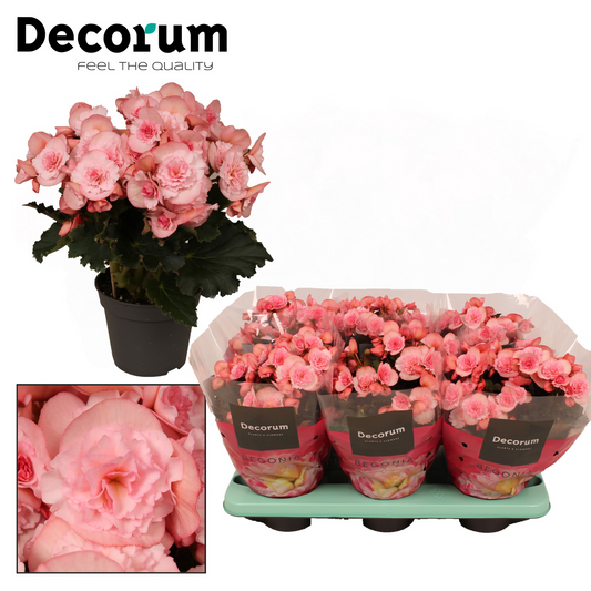 Planta naturala Light Pink H32cm Begonia Joy Pink PS14/ in pamant