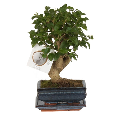 Planta naturala Ligustrum sinense Bonsai H25 cm PS15 cm in pamant