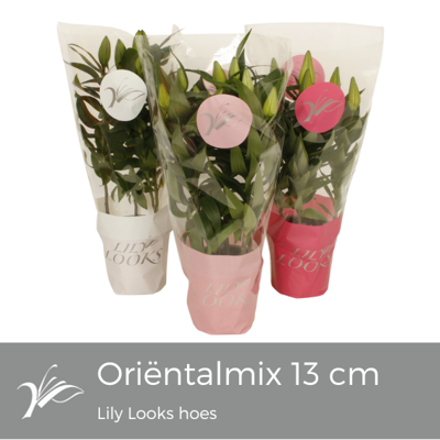 Planta naturala Lilium (Oriental) mixed H40 cm PS13 cm in pamant