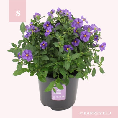 Planta naturala Lycianthes rantonnetii 'Blue Fountain' H30 cm PS14 cm in pamant