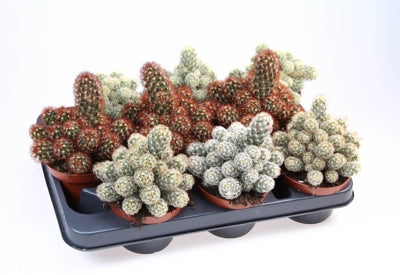 Planta naturala Mammillaria elongata H15 cm PS10.5 cm in pamant