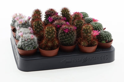 Planta naturala Mammillaria mixed H10 cm PS5.5 cm in pamant
