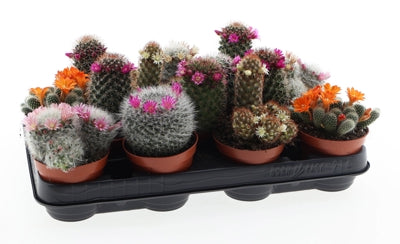 Planta naturala Mammillaria mixed H15 cm PS8.5 cm in pamant