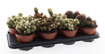 Planta naturala Mammillaria mixed H20 cm PS12 cm in pamant