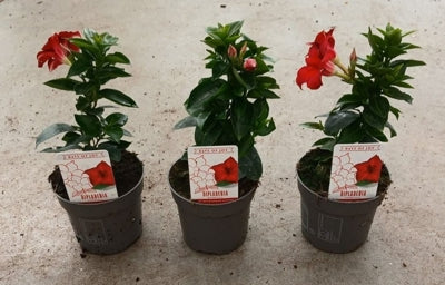 Planta naturala Mandevilla Rio Deep Red H23 cm PS10.5 cm in pamant