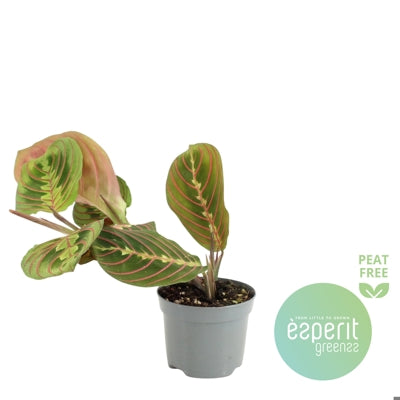 Planta naturala Maranta leuconeura 'Fascinator' H25 cm PS8.5 cm in pamant