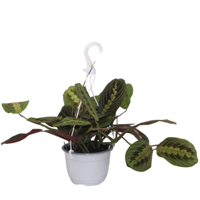 Planta naturala Maranta leuconeura 'Fascinator' H40 cm PS15 cm in pamant
