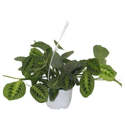 Planta naturala Maranta leuconeura H40 cm PS15 cm in pamant