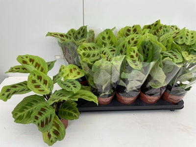 Planta naturala Maranta leuconeura 'Momafan' H30 cm PS12 cm in pamant
