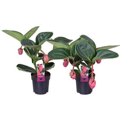 Planta naturala Medinilla H40 cm PS14 cm in pamant