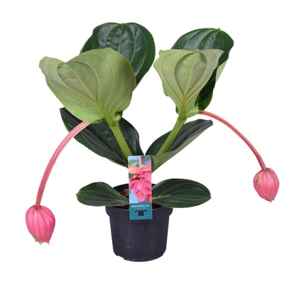Planta naturala Medinilla magnifica 'Flamenco' H55 cm PS17 cm in pamant