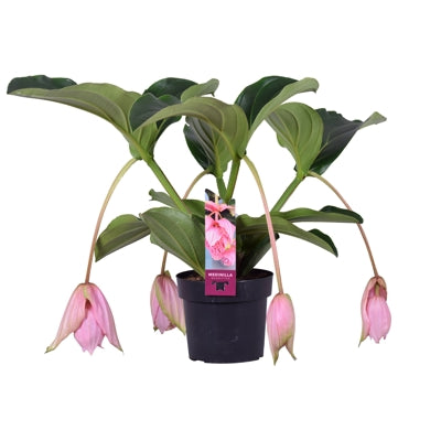 Planta naturala Medinilla magnifica H55 cm PS17 cm in pamant