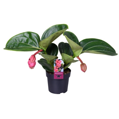 Planta naturala Medinilla magnifica 'Lambada' H40 cm PS14 cm in pamant