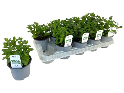 Planta naturala Mentha spicata H20 cm PS12 cm in pamant