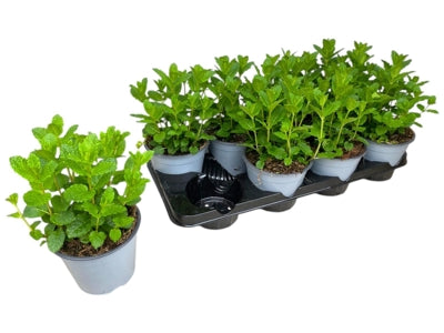 Planta naturala Mentha spicata H25 cm PS14 cm in pamant