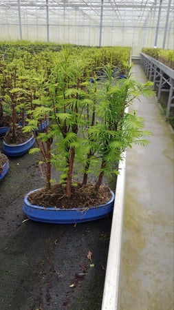 Planta naturala Metasequoia glyptostroboides H30 cm PS22 cm in pamant
