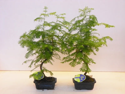 Planta naturala Metasequoia glyptostroboides H35 cm PS15 cm in pamant