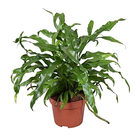 Planta naturala Microsorum diversifolium H25 cm PS12 cm in pamant