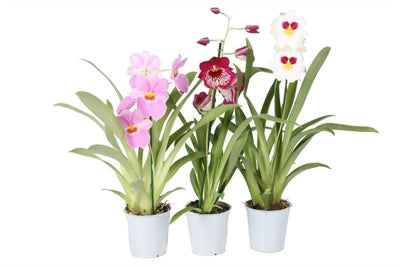 Planta naturala Miltoniopsis H40 cm PS12 cm in pamant