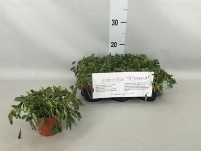 Planta naturala Mimosa pudica H10 cm PS9 cm in pamant