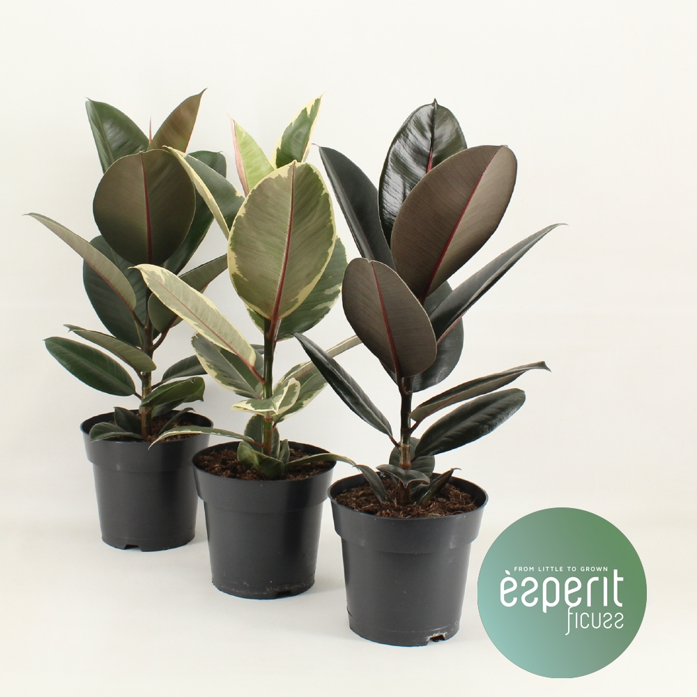 Planta naturala Mix 2-3 srt. H55cm Ficus elastica Mix PS17/ in pamant